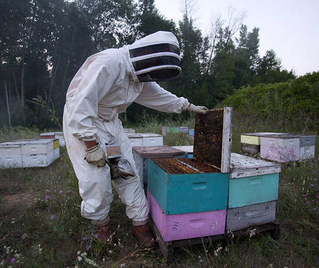 bees in field, MIchigan