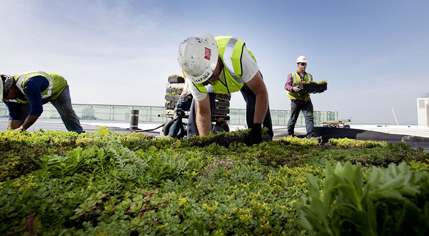 cobo center detroit vegetative roof