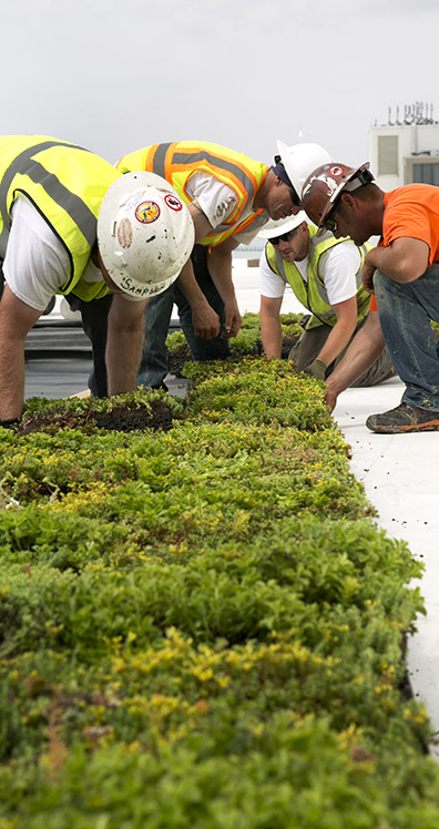 cobo center detroit vegetative roof