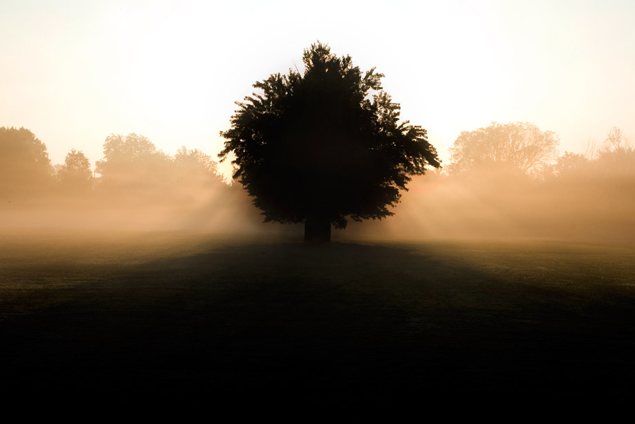 Tree silhoutte, fall morning